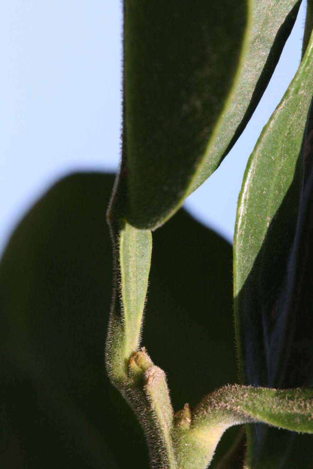              Petiole (Riverside, CA)       